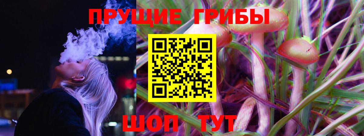 Галлюциногенные грибы Psilocybe Саяногорск